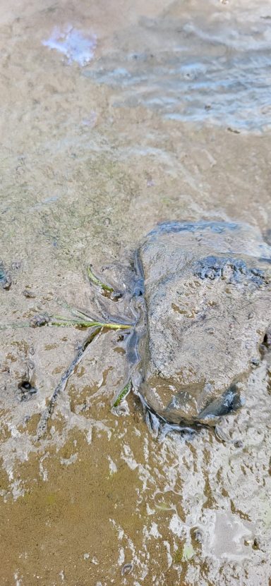 Sea Grass Growth 2026