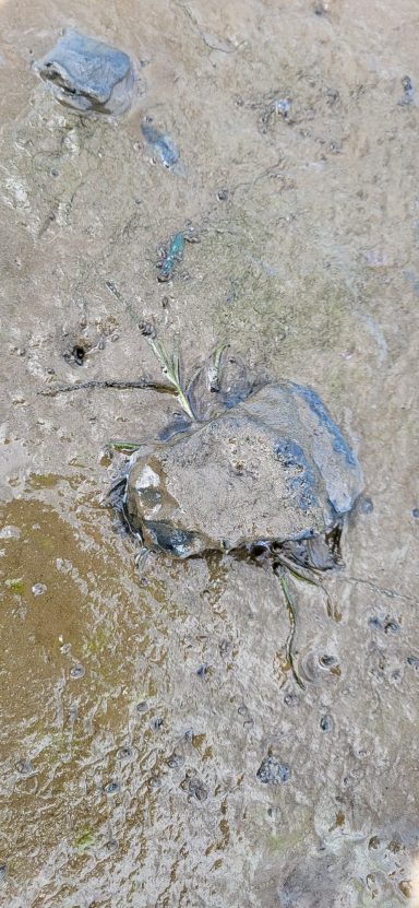 Sea Grass Growth 2026 Sea Grass Growth 2026